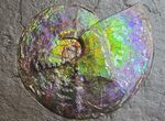Brilliant Ammonite Fossil On Shale - Precious Ammolite! #350850-1